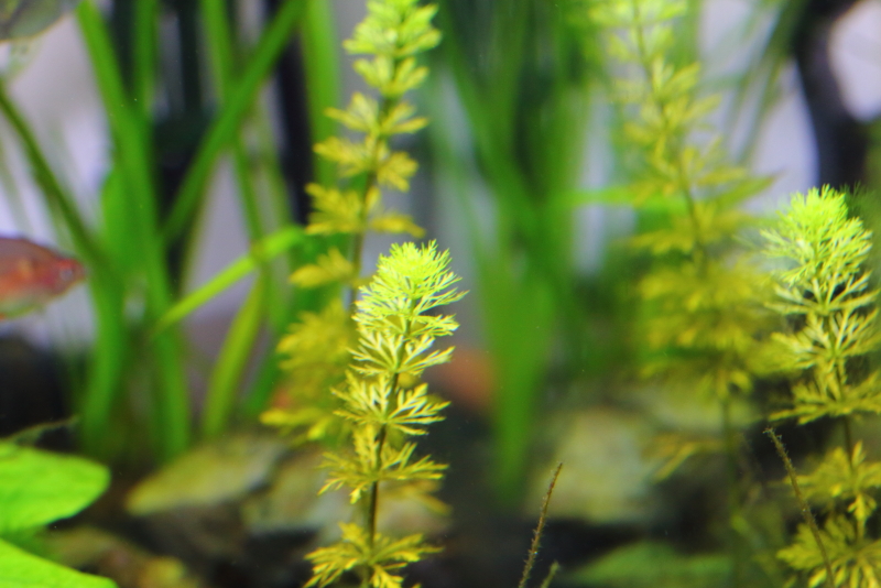 植栽から16日目　ドワーフアンブリア